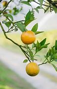 Image result for Orange Tree with Fruit