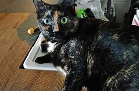 Image result for Blurry Cat Memes
