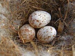 Image result for Chickadee Bird Eggs