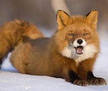 Image result for Angry Fox Ears