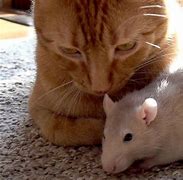 Image result for Cat and Rat
