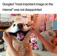 Image result for Happy Dog Stock Image Meme