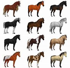 Image result for Different Horse Breeds
