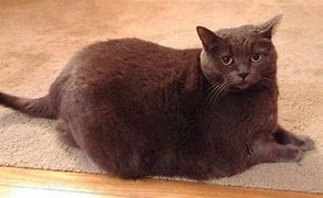 Image result for Cat Types Chonker
