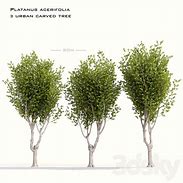 Resultado de imagen de Platanus acerifolia Leivorm, voorgeleid 3 étages