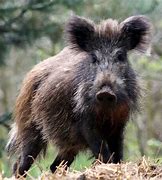 Image result for Feral Hogs