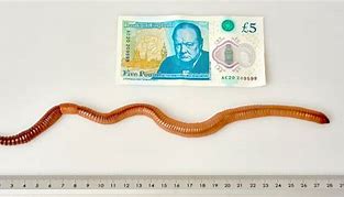 Image result for Longest Worm in the World