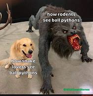 Image result for Ball Python Memes