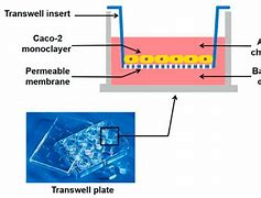 Image result for Membrane Permeability of Cell Viability Assay