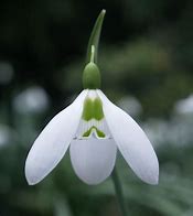 Image result for Galanthus Armine