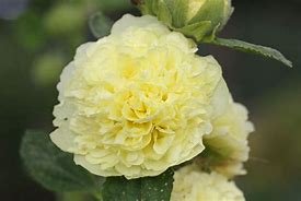 تصویر کا نتیجہ برائے Alcea rosea double yellow