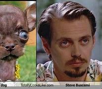 Image result for Steve Buscemi Dog Eyes