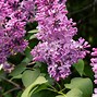 Image result for Lilac Leaves Drooping