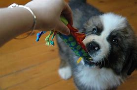 Image result for Dog Play Biting