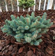 Image result for Picea pungens Blue Pearl
