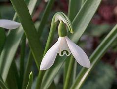 Image result for Galanthus Early to Rize