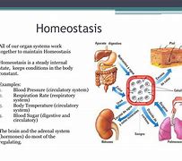 Image result for homeostasis