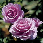 Image result for Jackson and Perkins Purple Roses