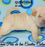 Image result for American Bull Shar Pei Mix