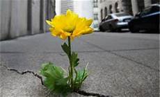 fiori tra l asfalto anima tv per cambiare il mondo comincia dalle tue parole fiori tra l asfalto anima tv per cambiare il mondo comincia dalle tue parole