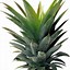 Image result for Pineapple Cartoon Png