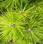 Image result for Pinus densiflora Jane Kluis