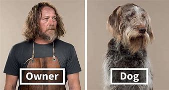 Image result for Dog Look Like