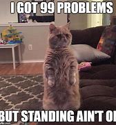 Image result for Standing Baby Cat Meme