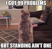 Image result for White Cat Standing Meme