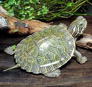 Image result for Pseudemys Emydidae