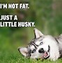 Image result for healthy dogs meme 2023