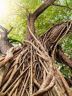 Image result for Tree Vine Swaying