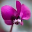 Image result for Cyclamen coum Silverleaf