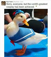 Image result for Odd Duck Meme