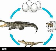 Image result for Saltwater Crocodile Life Cycle