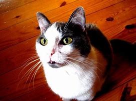 Image result for Cute and Funny Cat Names
