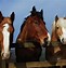 Image result for Horse Pics for Desktop HD