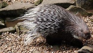 Image result for Porcupine Spirit Animal