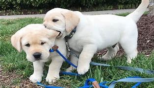 Image result for Funny Cute Baby Puppies