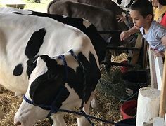 Image result for Allentown Fair Cows