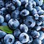 Image result for Phone Wallpaper Blueberry