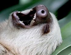 Image result for Tired Sloth
