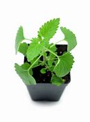 Image result for Growing Catnip