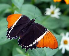 Image result for Halloween Butterfly Wallpaper