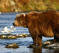 Image result for Biggest Bear On Earth