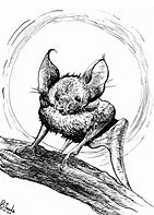 Image result for Vampire Bat Drawings