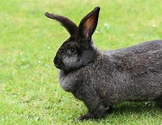 Image result for What Is the Biggest Rabbit in the World