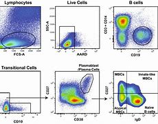 Image result for Blood Cells Flow Cytometry