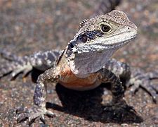 Image result for Amphibian Grey Lizard