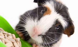 Image result for Guinea Pig Care for Kids